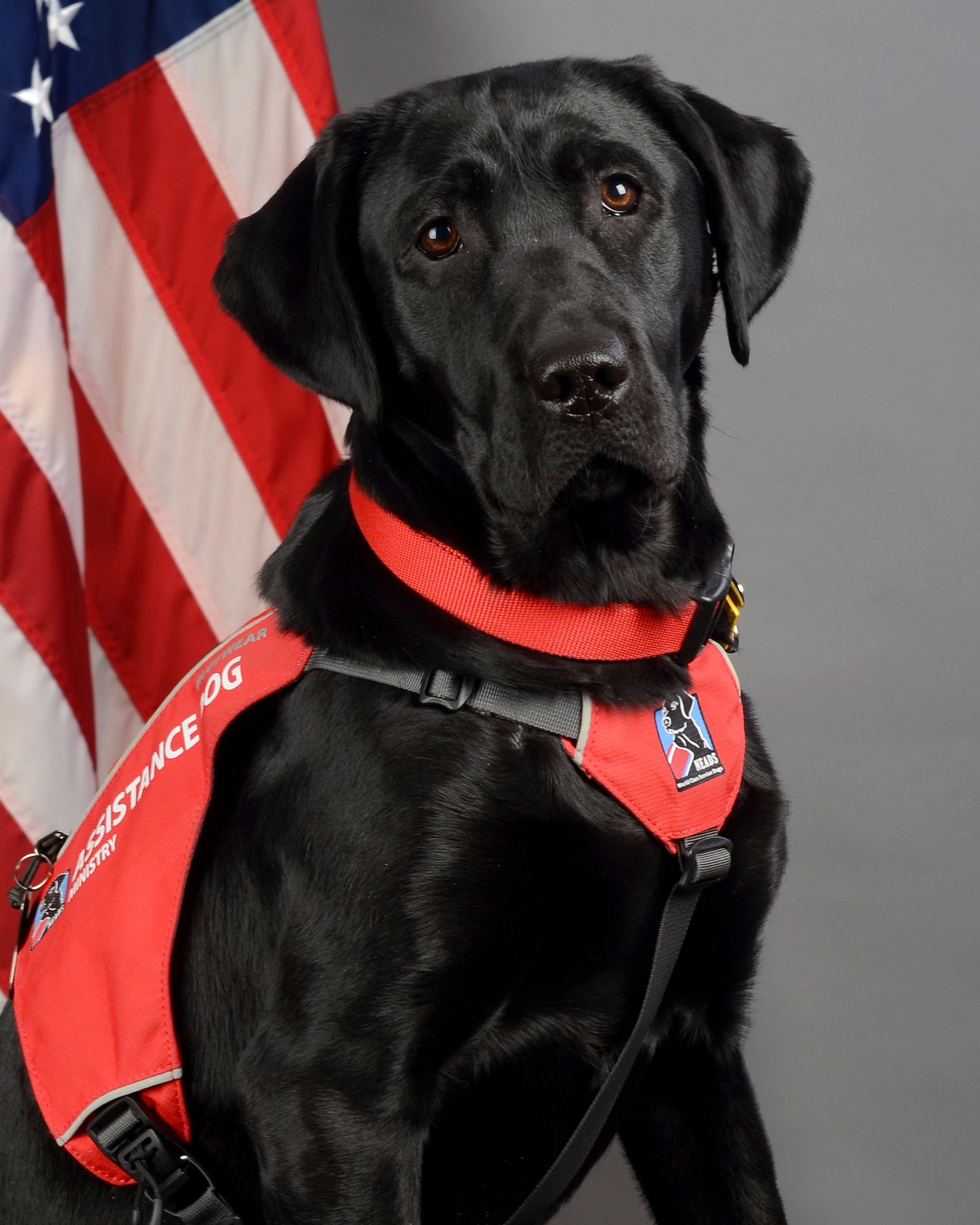 Portrait of Avalon, the emotional support therapy dog with the 169th Fighter Wing Chaplain Corps at McEntire Joint National Guard Base, South Carolina Air National Guard, March 19, 2019. (U.S. Air National Guard photo by Master Sgt. Caycee Watson)