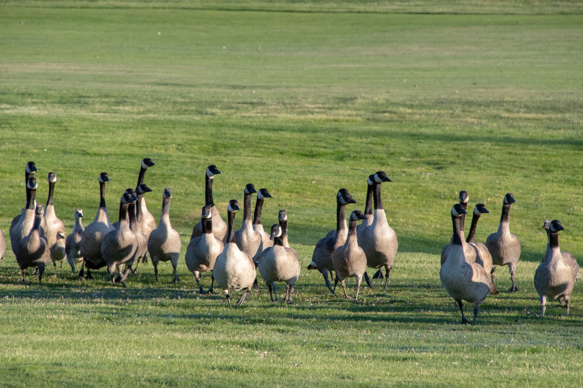 Geese photo