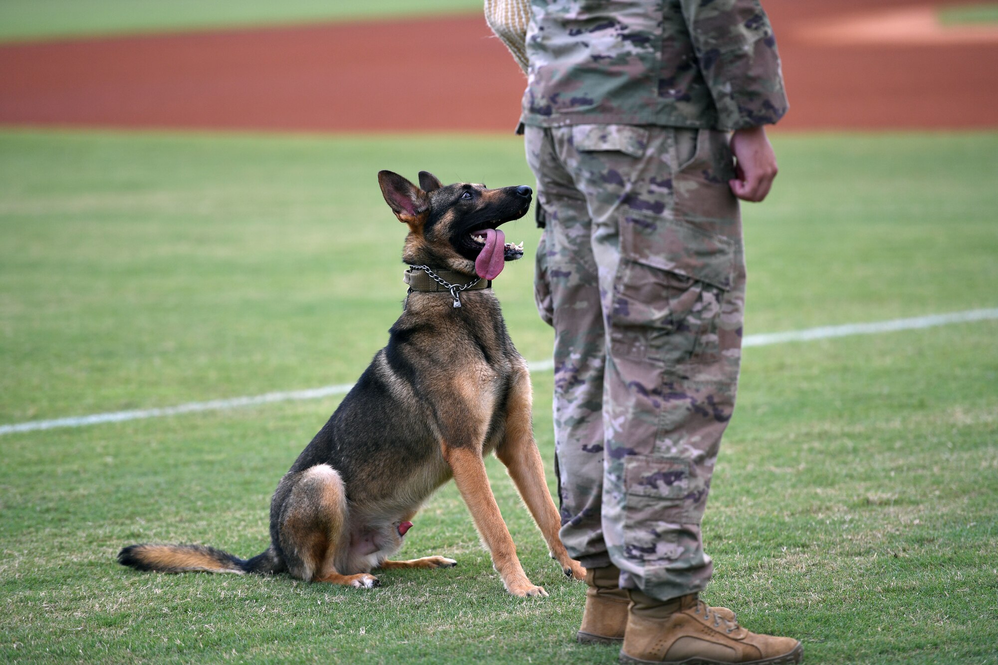U.S. Air Force Staff Sgt. Cody Garton, 81st Security Forces Squadron military working dog handler, and Rico, 81st SFS military working dog, participate in a demonstration at the MGM Park during a Biloxi Shuckers Minor League Baseball team pre-game festivities in Biloxi, Mississippi, Aug. 1, 2021. The "Bark in the Park" themed baseball game invited fans to attend the game with their dogs. (U.S. Air Force photo by Kemberly Groue)