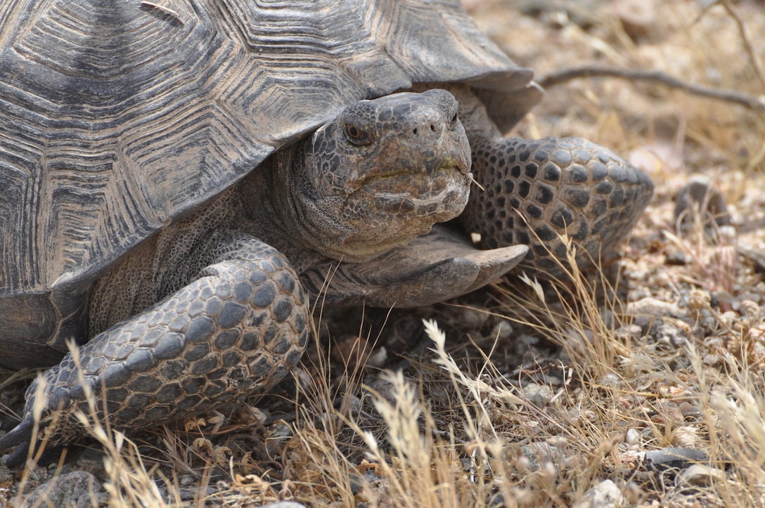 Cpl. Rigoberto Felix, a member of the Special Response Team on Marine Crops Logistics Base Barstow, Calif., found a desert tortoise crossing the road near the base's rifle range, May 13. Felix contacted Stephanie White, natural resources specialist on the base who responded and documented the location, size, height, weight, and special markings for later identification. Given their camouflaged appearance, many mistake the tortoise for a rock in the desert terrain. The tortoise is nicknamed Rigoberta, after Felix.  No  training exercises were actually interrupted during this sighting.