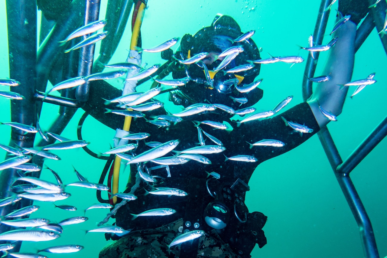 Fish swim in front of a sailor in dive gear underwater.