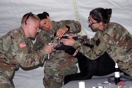 Physicians completing their Emergency Medicine internship at BAMC experience the challenge of examining a Military Working Dog that may have been injured along with its human handler.