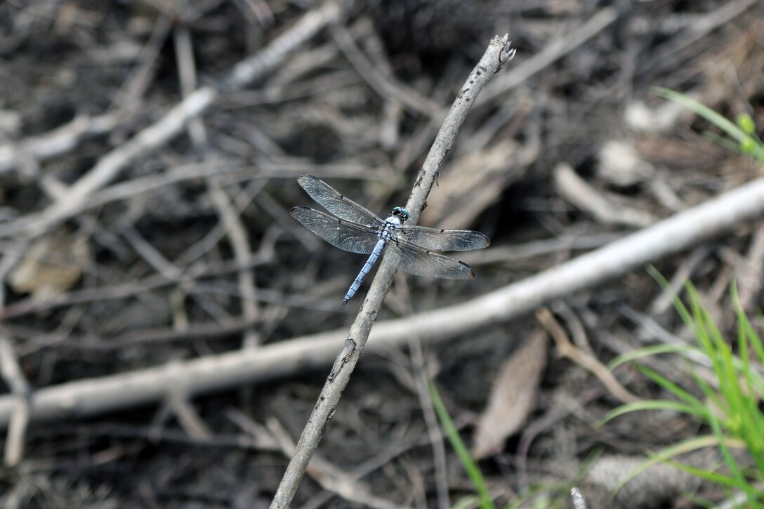 A dragonfly sits on a branch while staff members from the U.S. Army Corps Of Engineers, Charleston District take part in delineation training during a field visit in Orangeburg, S.C.  The training was designed to better educate new members of the district to what regulators do for their job.