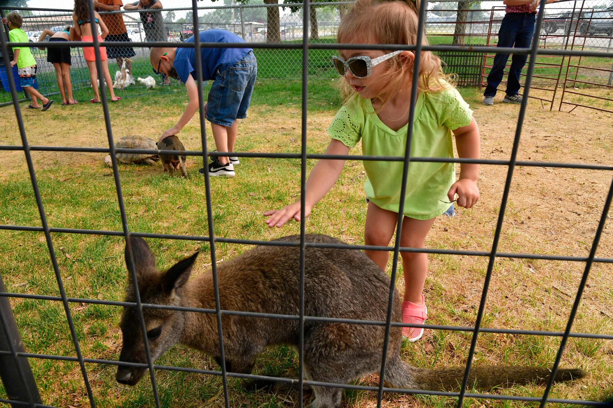 Aubrey Detillion pets a baby kangaroo inside a wired pen.