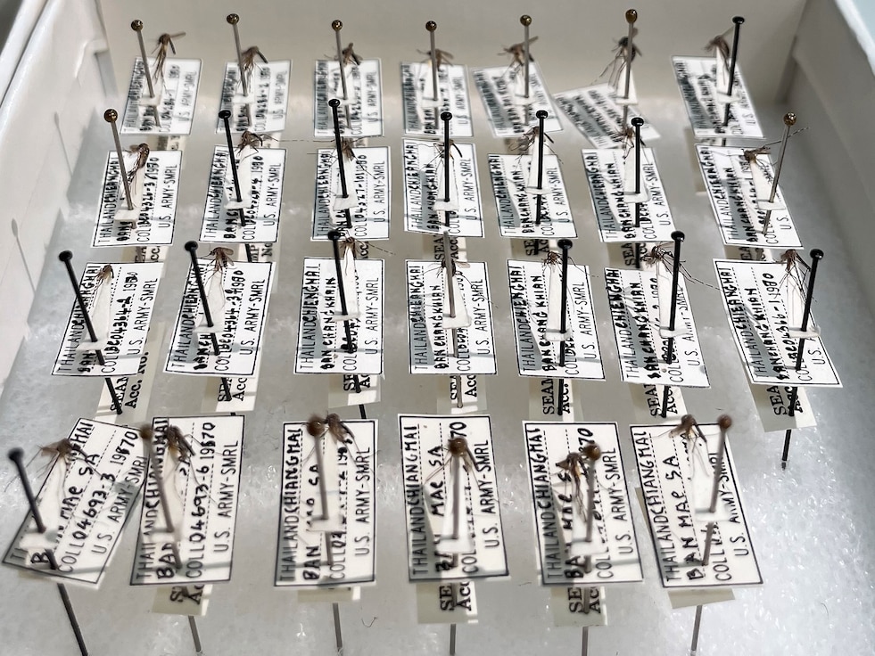 Aedes (Stegomyia) albopictus mosquitoes speciments pinned to a board by the Walter Reed Biosystematics Unit