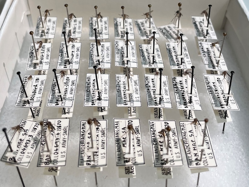 Aedes (Stegomyia) albopictus mosquitoes speciments pinned to a board by the Walter Reed Biosystematics Unit