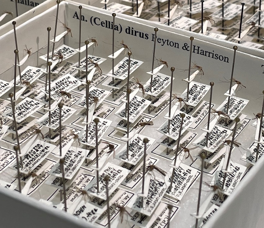 Preserved Anopheles (Cellia) dirus mosquitoes pinned onto a sample board by the Walter Reed Biosystematics Unit.