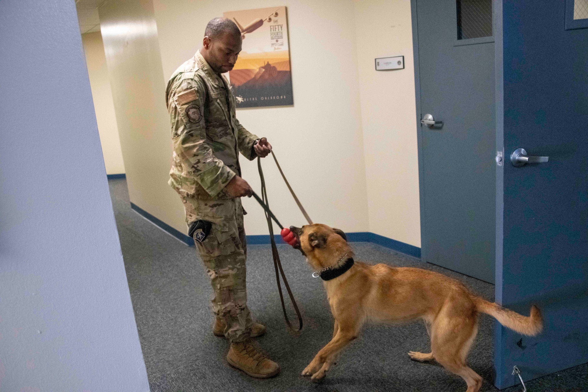 U.S. Air Force Staff Sgt. DeAndre Turner, 97th Security Forces Squadron Military Working Dog (MWD) handler, commands MWD “Bess” to release the training tool, at Altus Air Force Base, Oklahoma, July 28, 2021. To incentivize the dogs to find what they are looking for, they are given a toy after a successful task. (U.S. Air Force photo by Staff Sgt. Cody Dowell)