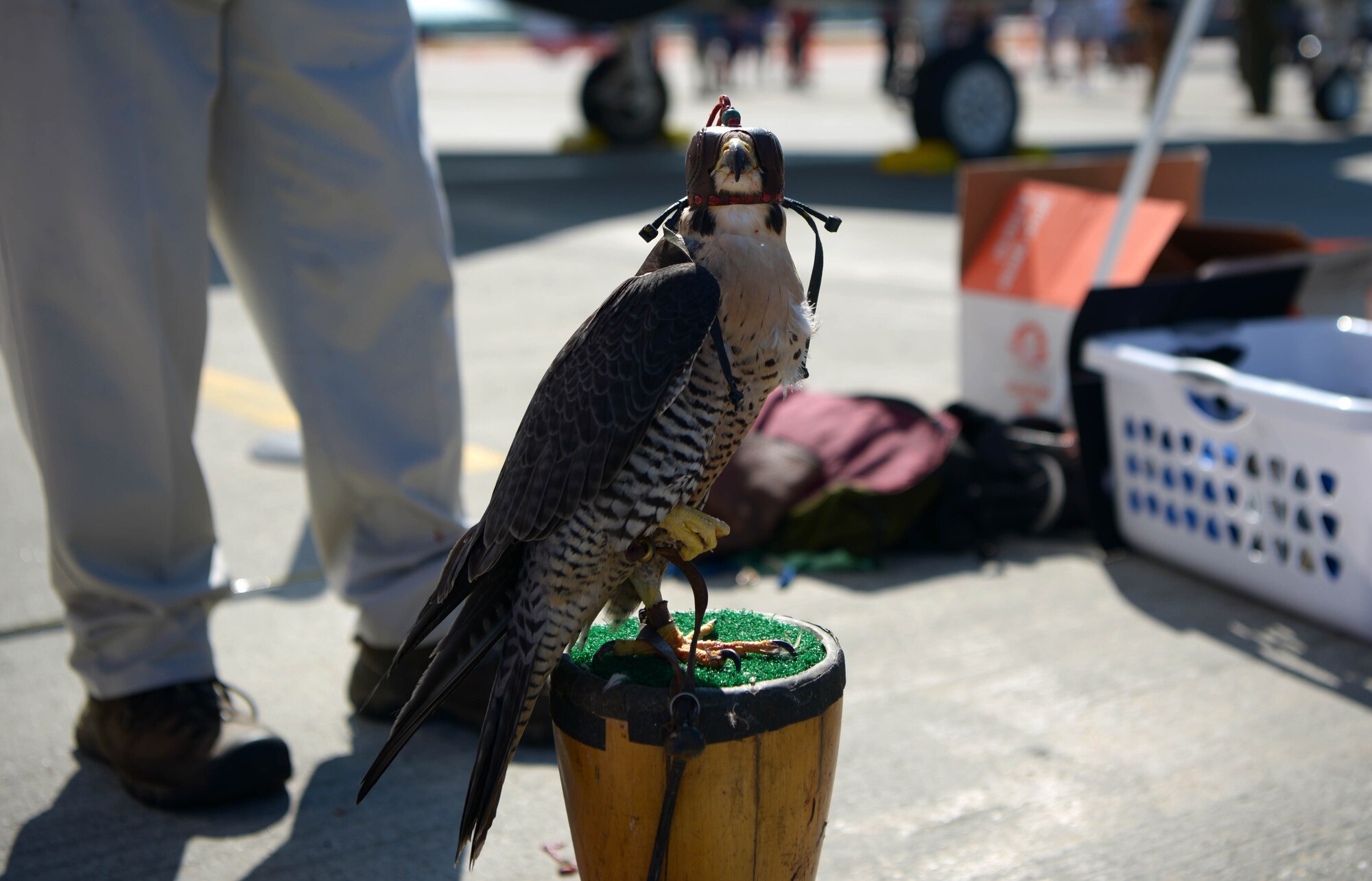 A Peregrine Falcon sits on a perch during the Arctic Lightning Airshow July 31, 2021, one Eielson Air Force Base, Alaska.