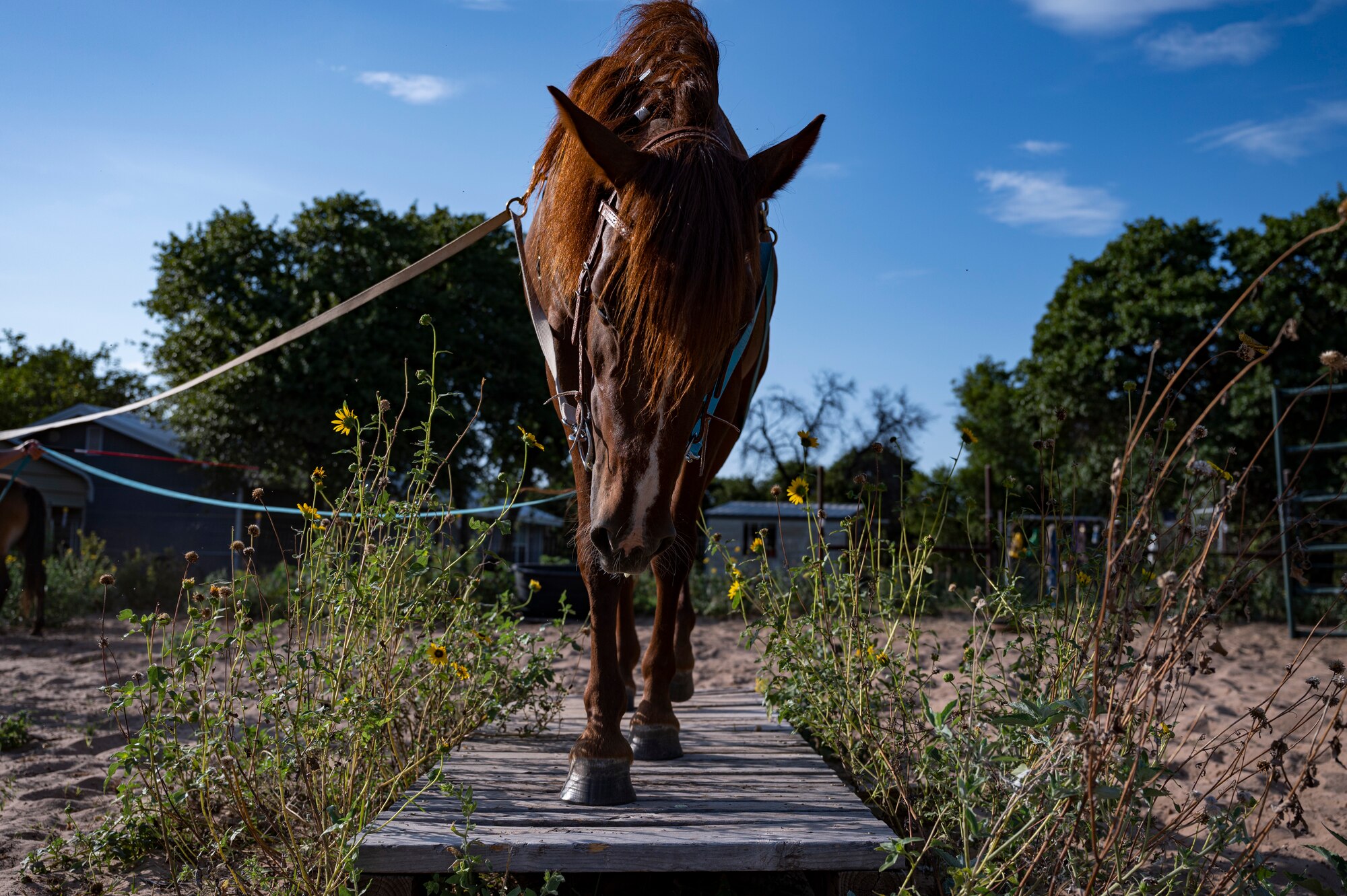 Malibu, a wild mustang in training, is led across a wooden training bridge by Staff Sgt. Melissa Sekerak, 7th Munitions Squadron stockpile management supervisor, in Hawley, Texas, July 27, 2021.