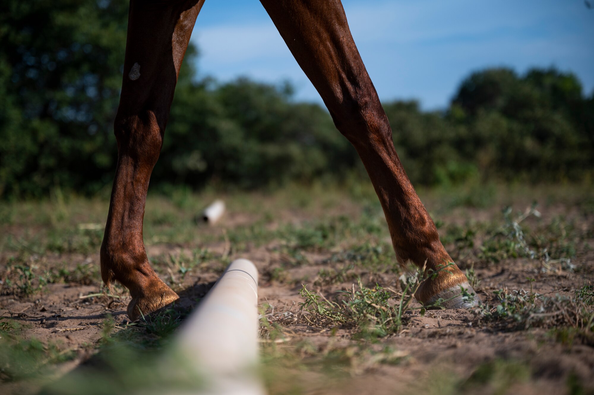 Malibu, a wild mustang in training, is led over a ground pole by Staff Sgt. Melissa Sekerak, 7th Munitions Squadron stockpile management supervisor, in Hawley, Texas, July 27, 2021.
