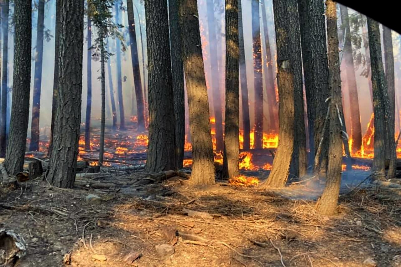 Flames burn around tree trunks.