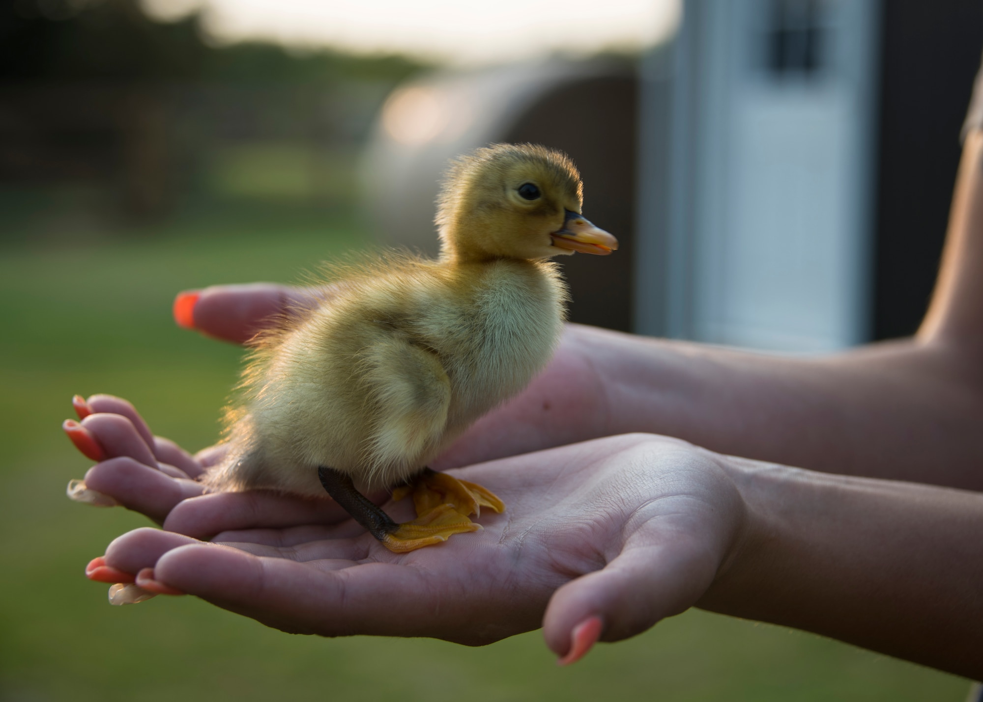 Dominique Kessler, daughter of U.S. Air Force Master Sgt. Thomas Kessler, 97th Logistics Readiness Squadron Vehicle Management Flight superintendent, holds a duckling on 1AB Ranch in Altus, Oklahoma, Aug. 5, 2021. The duckling hatched at the beginning of August 2021. (U.S. Air Force photo by Senior Airman Amanda Lovelace)