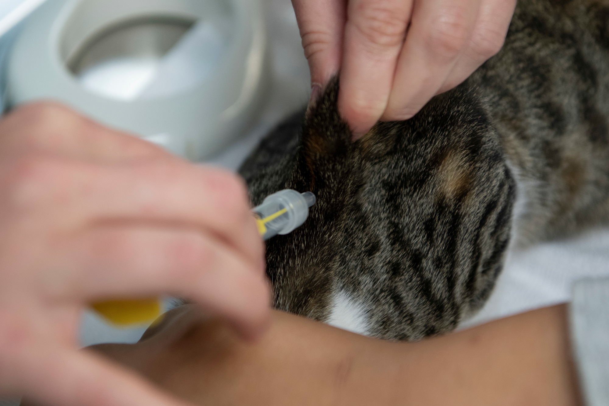 Haylee Baker, left, Public Health Activity Japan, Okinawa Branch, animal health assistant, and Karina Galang, PHA-J, Okinawa Branch, Animal Health Assistant, insert a microchip under the skin of a feline patient on Kadena Air Base, Japan, Aug. 25, 2021. Chipping a pet is a good way to help keep them from being lost permanently if they manage to run away. (U.S. Air Force photo by Staff Sgt. Rhett Isbell)