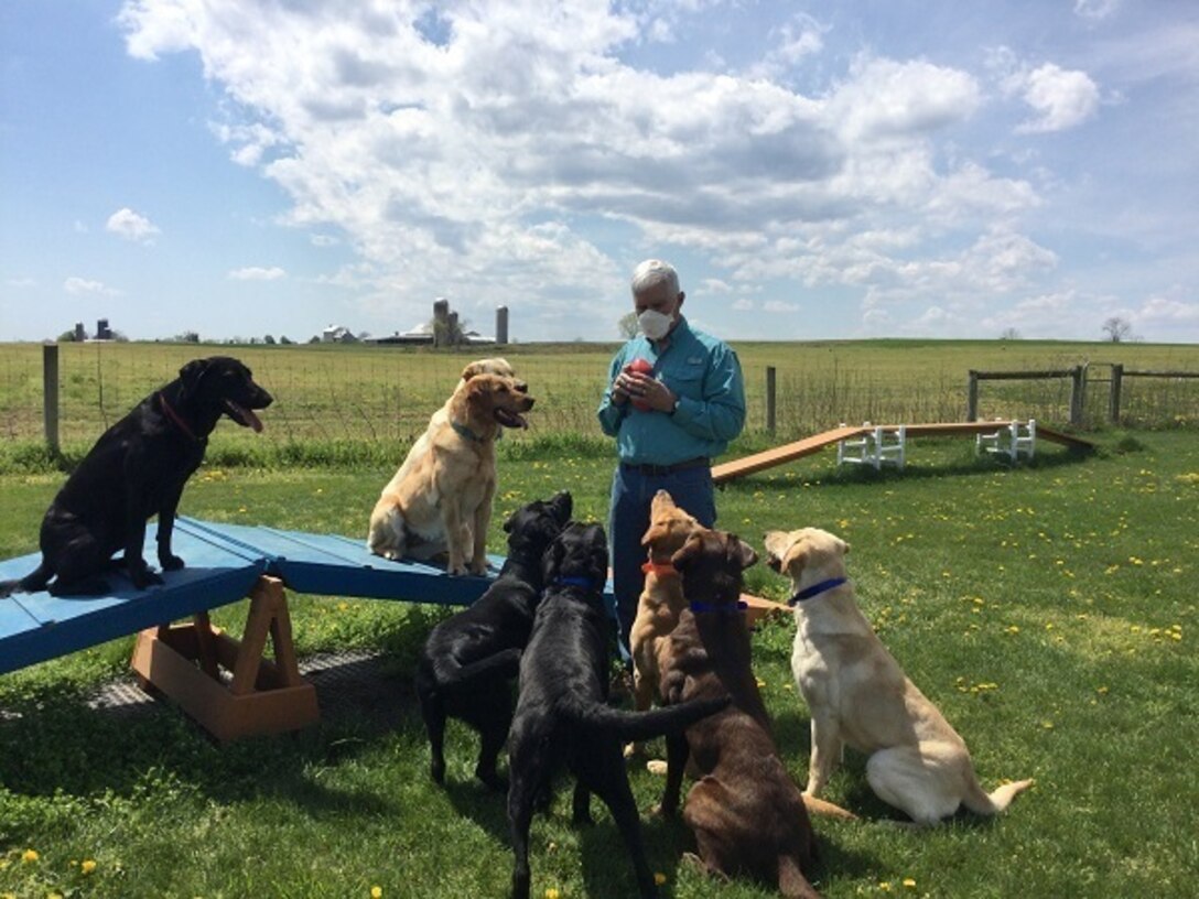 In a large field, eight dogs watch a man who holds a device in his hand.