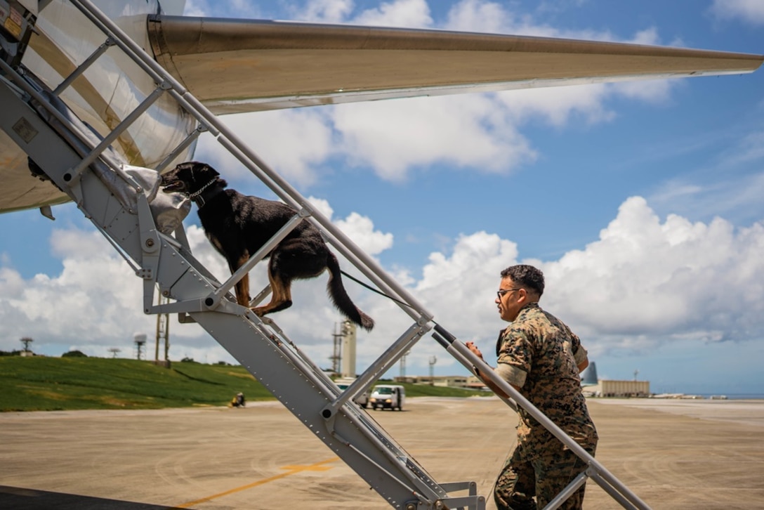 U.S. Marine Corps Cpl. Jehudi Rodriguez, a military working dog handler, and MWD-Sisi, with 3rd Law Enforcement Battalion, III MEF Information Group, board their flight on Kadena Air Force Base, Okinawa, Japan, Aug. 20, 2021. Rodriguez, who is adopting his MWD, Sisi, is a Brownsville, Texas native. During their time attached to 3rd LE, the MWDs provided III Marine Expeditionary Force with unmatched deterrence, detection, and threat-engagement capabilities.