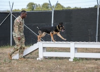 If you visit Camp Bondsteel in Kosovo, you may be met at the front gate by Figo and his handler Cpl. Charles West, with the 131st Military Police Detachment. Figo is a Malinois X, a mix of the Belgian Malinois and the German Shepard dog. The combination results in an intelligent, good-natured, level-headed energetic protector of their beloved human. (Photo by U.S. Army Sgt. Gloria Kamencik, KFOR29)