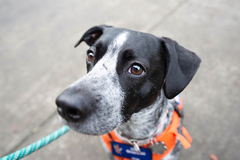 A photo of a dog.