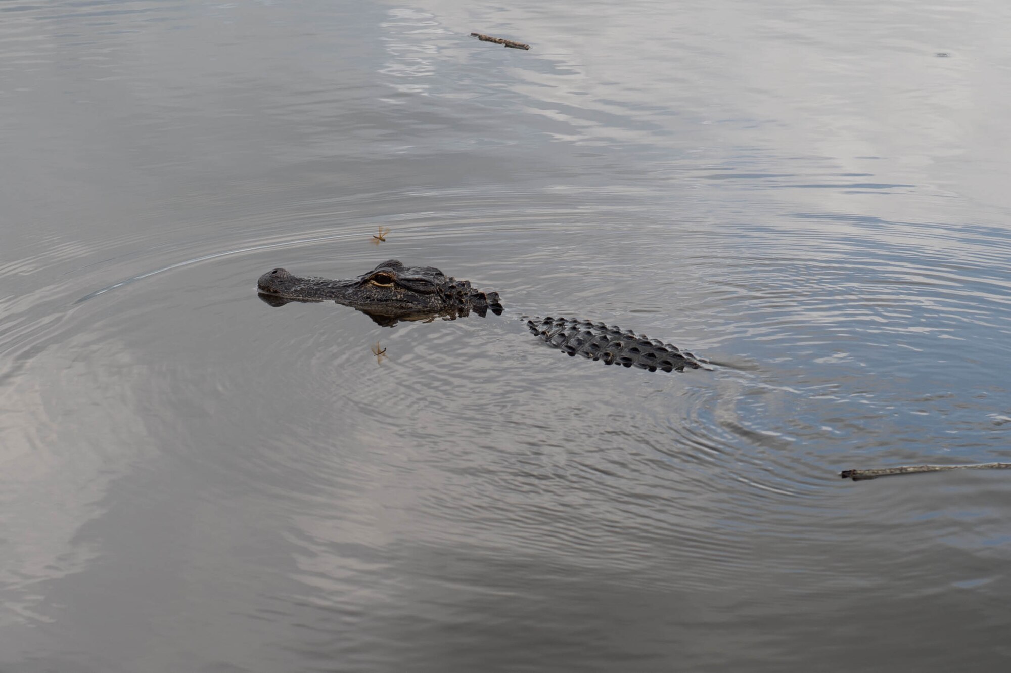 A photo of an alligator.