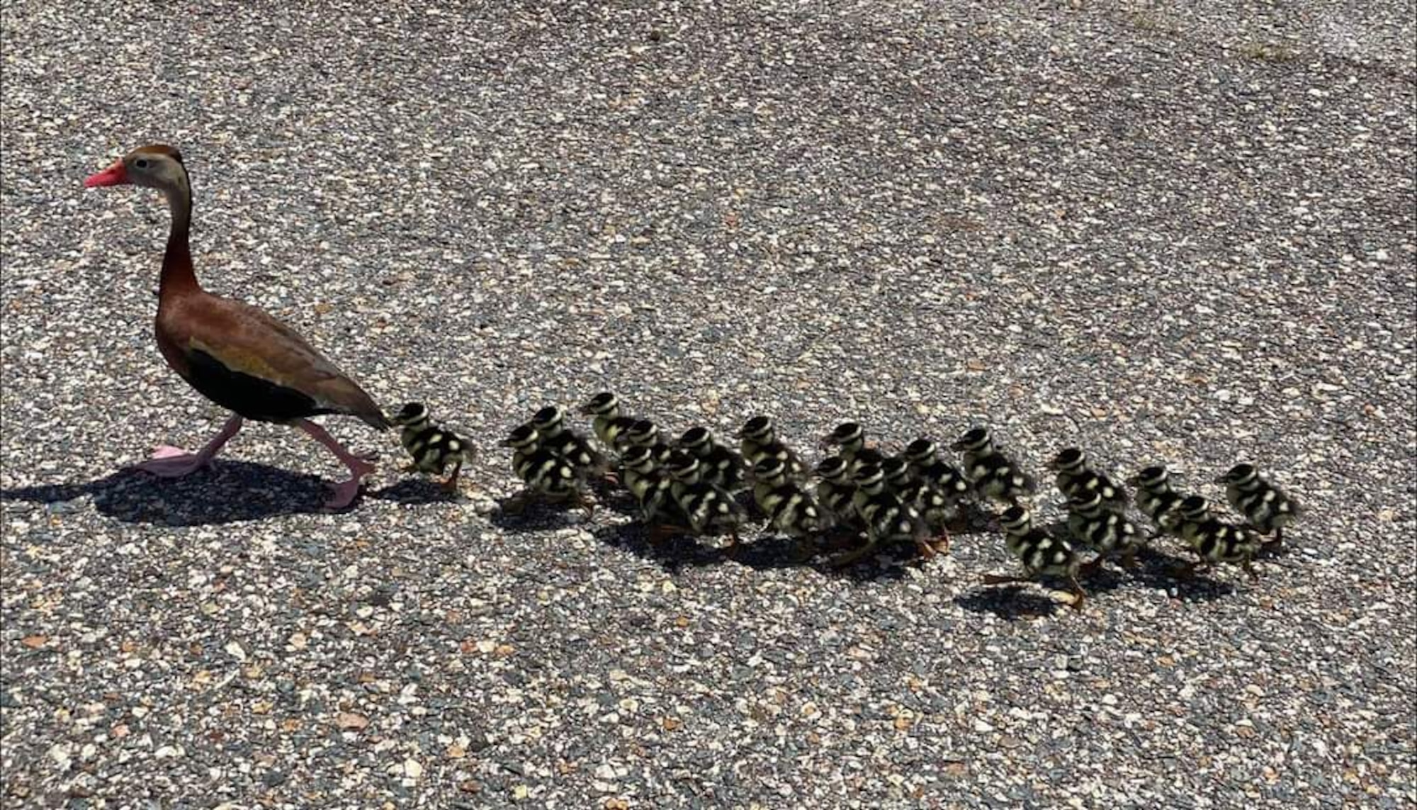 Black-bellied whistling duck family – picture taken by Nikki Greer, 2021. (Courtesy Photo)