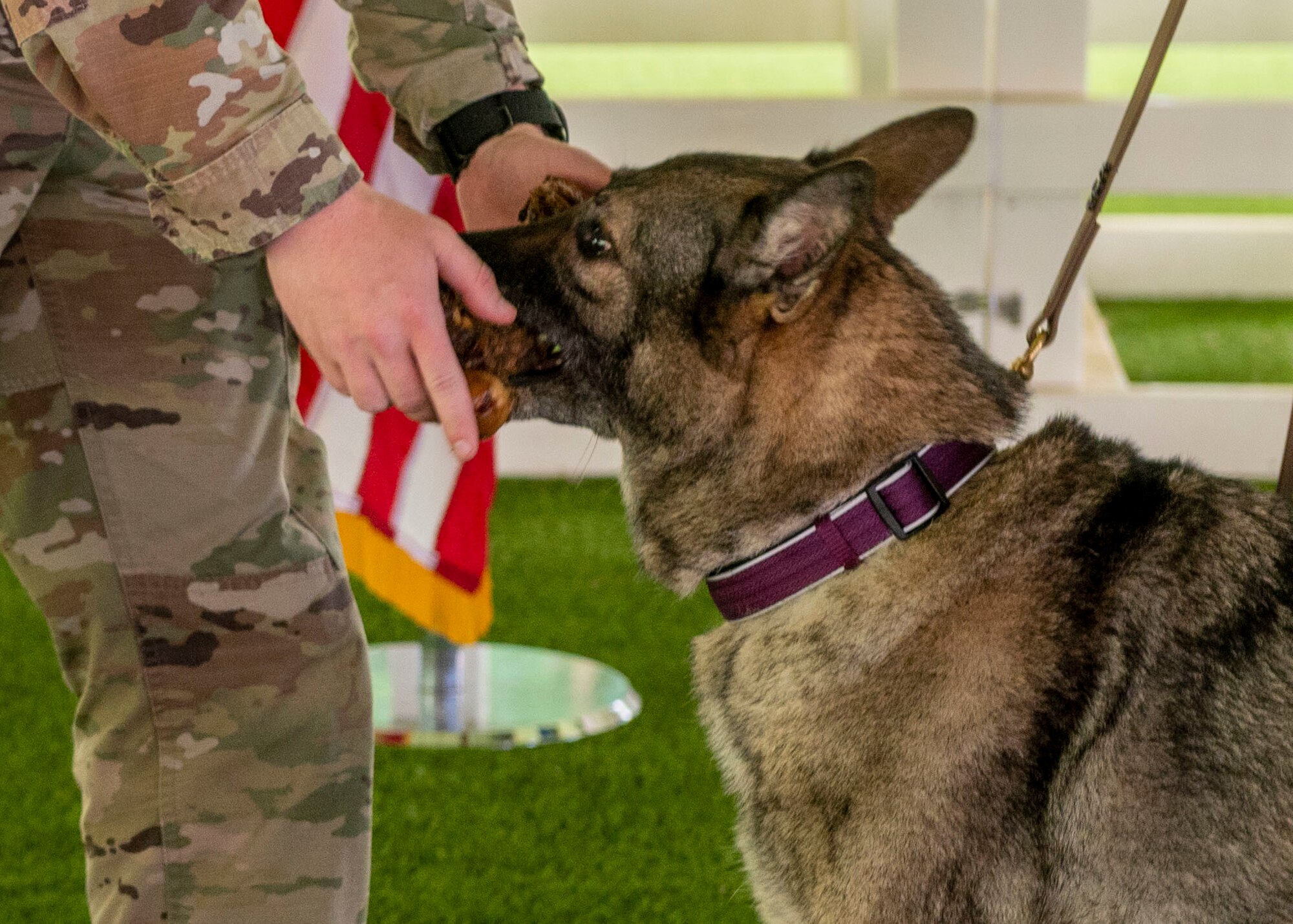 Military working dog Gina receives her first bone during her retirement ceremony at Seymour Johnson Air Force Base, North Carolina, Aug. 26, 2021.