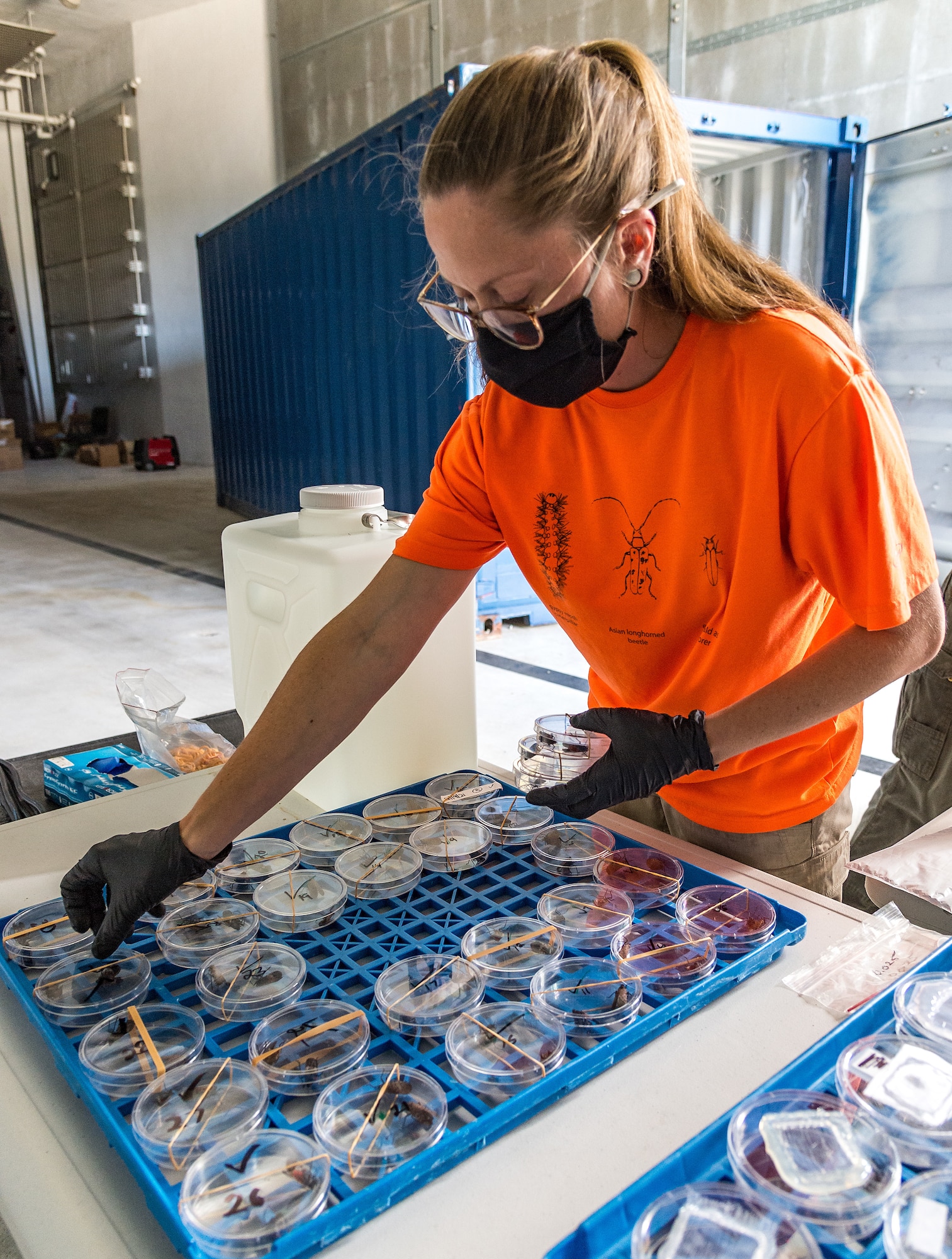 Emily Wallis, U.S. Department of Agriculture biological science laboratory technician, arranges Petri dishes containing Spotted Lanternflies at Dover Air Force Base, Delaware, Aug. 19, 2021. During experiments, the insects were exposed to three different insecticides to test their effectiveness. (U.S. Air Force photo by Roland Balik)
