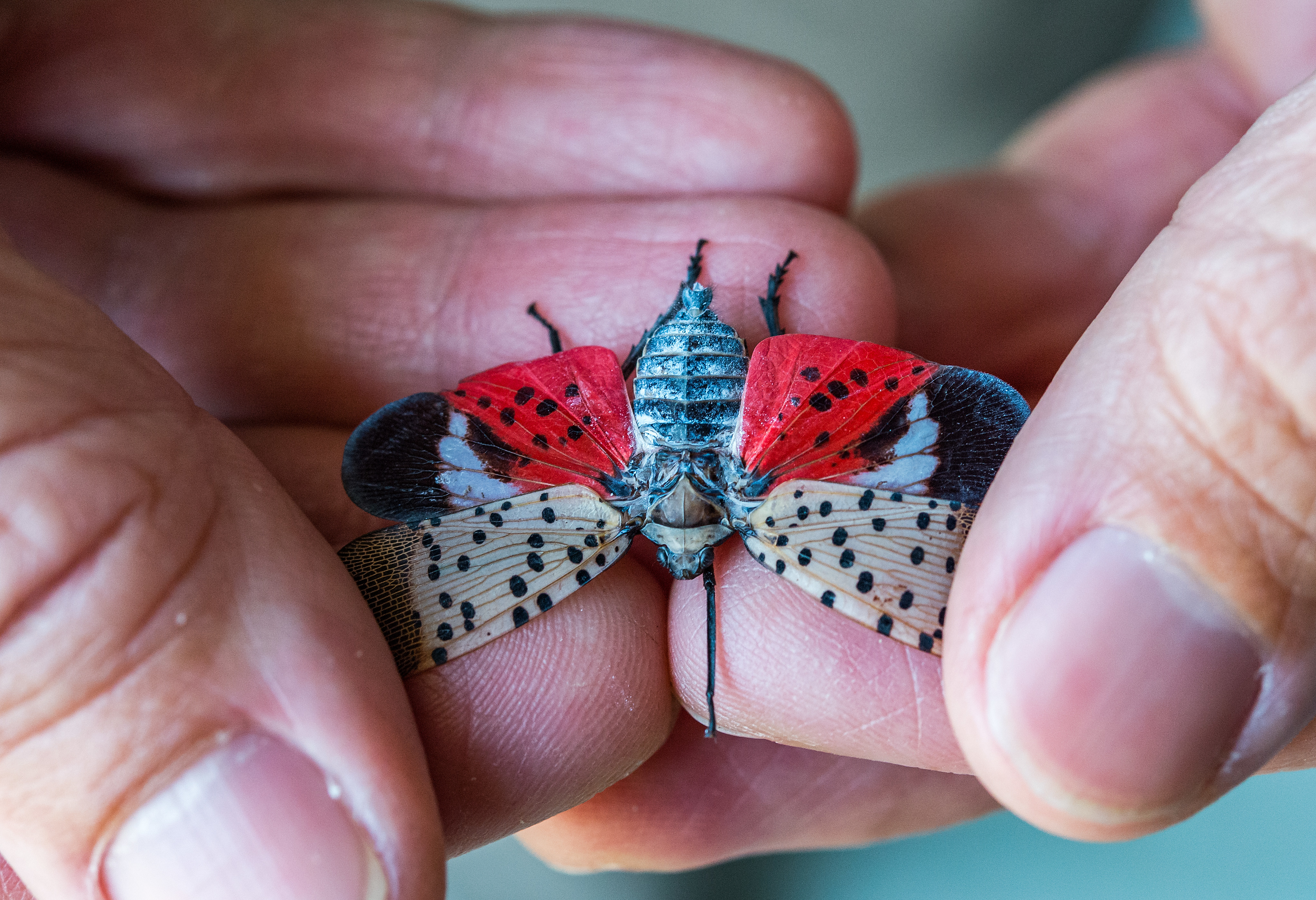 標本 Taiwan Dytiscoidae sp.37mm Dover AFB, USDA turn lights out on Spotted Lanternfly > 512th