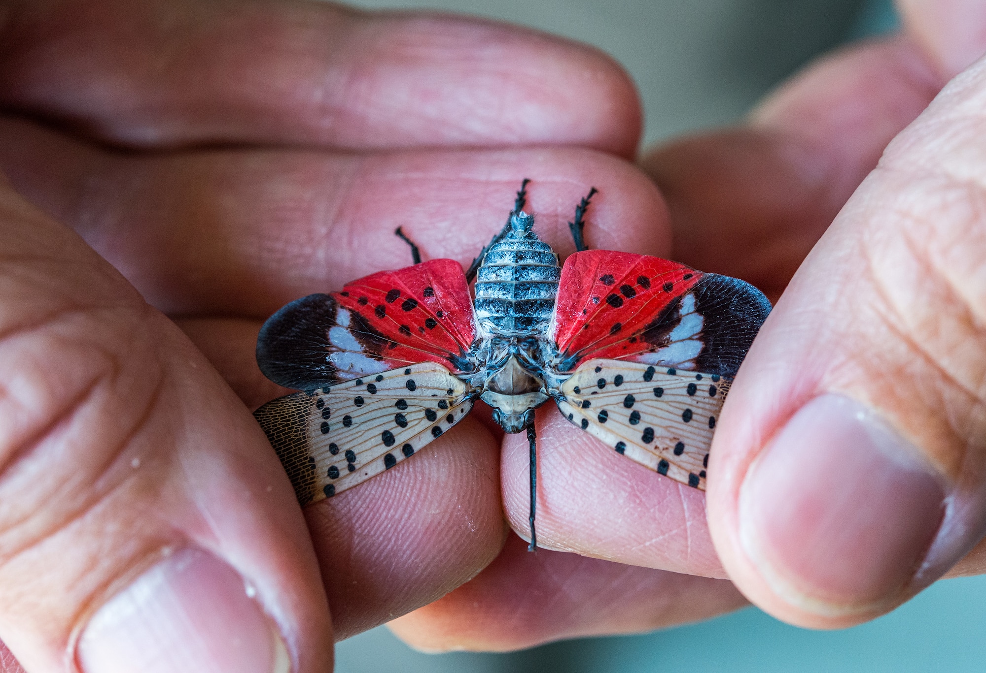 Dr. Phil Lewis, U.S. Department of Agriculture, Forest Pest Method Lab, holds a Spotted Lanternfly at Dover Air Force Base, Delaware, Aug. 24, 2021. The “hitchhiker” insects is believed to have made their way from Asia aboard shipping vessels. They attach themselves and lay eggs on objects which then causes disbursement around the world. (U.S. Air Force photo by Roland Balik)