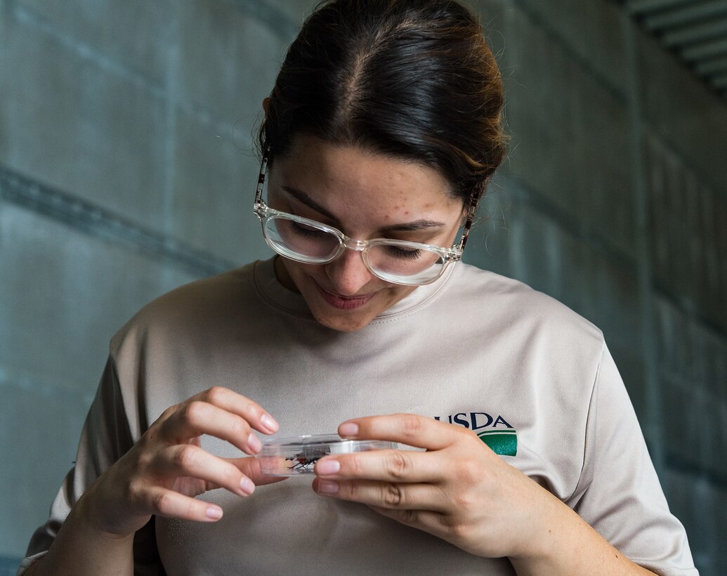 Lianmarie Colon Torres, U.S. Department of Agriculture plant health safeguard specialist, observes Spotted Lanternflies in a Petri dish at Dover Air Force Base, Delaware, Aug. 24, 2021. The invasive insect is believed to have made their way from Asia aboard shipping vessels. They attach themselves and lay eggs onto objects, which then causes disbursement around the world.  (U.S. Air Force photo by Roland Balik)