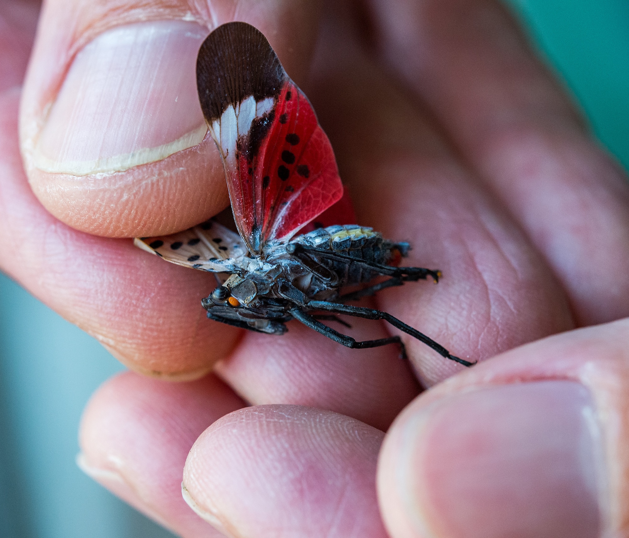 Dr. Phil Lewis, U.S. Department of Agriculture, Forest Pest Method Lab, holds a Spotted Lanternfly at Dover Air Force Base, Delaware, Aug. 24, 2021. The invasive insect, believed to have made their way from Asia on items being shipped to the U.S., attach themselves and lay their eggs on objects, which then causes disbursement around the world. (U.S. Air Force photo by Roland Balik)