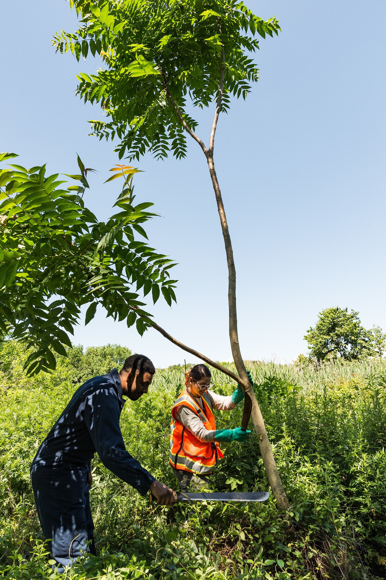 Lianmarie Colon Torres, right, U.S. Department of Agriculture plant health safeguard specialist, and Senior Airman Shaundale Hardage, 436th Civil Engineer Squadron pest management journeyman, prepare a tree of heaven for herbicide application at Dover Air Force Base, Delaware, June 15, 2021. The 436th CES and USDA Animal and Plant Health Inspection Service, Plant Protection and Quarantine, partnered up to conduct testing on Spotted Lanternfly mitigation and provide test results to the Armed Forces Pest Management Board in the near future. (U.S. Air Force photo by Roland Balik)