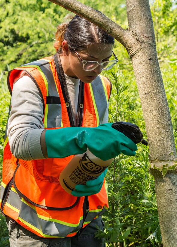 Lianmarie Colon Torres, U.S. Department of Agriculture plant health safeguard specialist, applies herbicide on a tree of heaven at Dover Air Force Base, Delaware, June 15, 2021. The invasive tree of heaven is a favorite host for the Spotted Lanternfly which causes damage to crops, ornamental trees, vineyards and forests. (U.S. Air Force photo by Roland Balik)