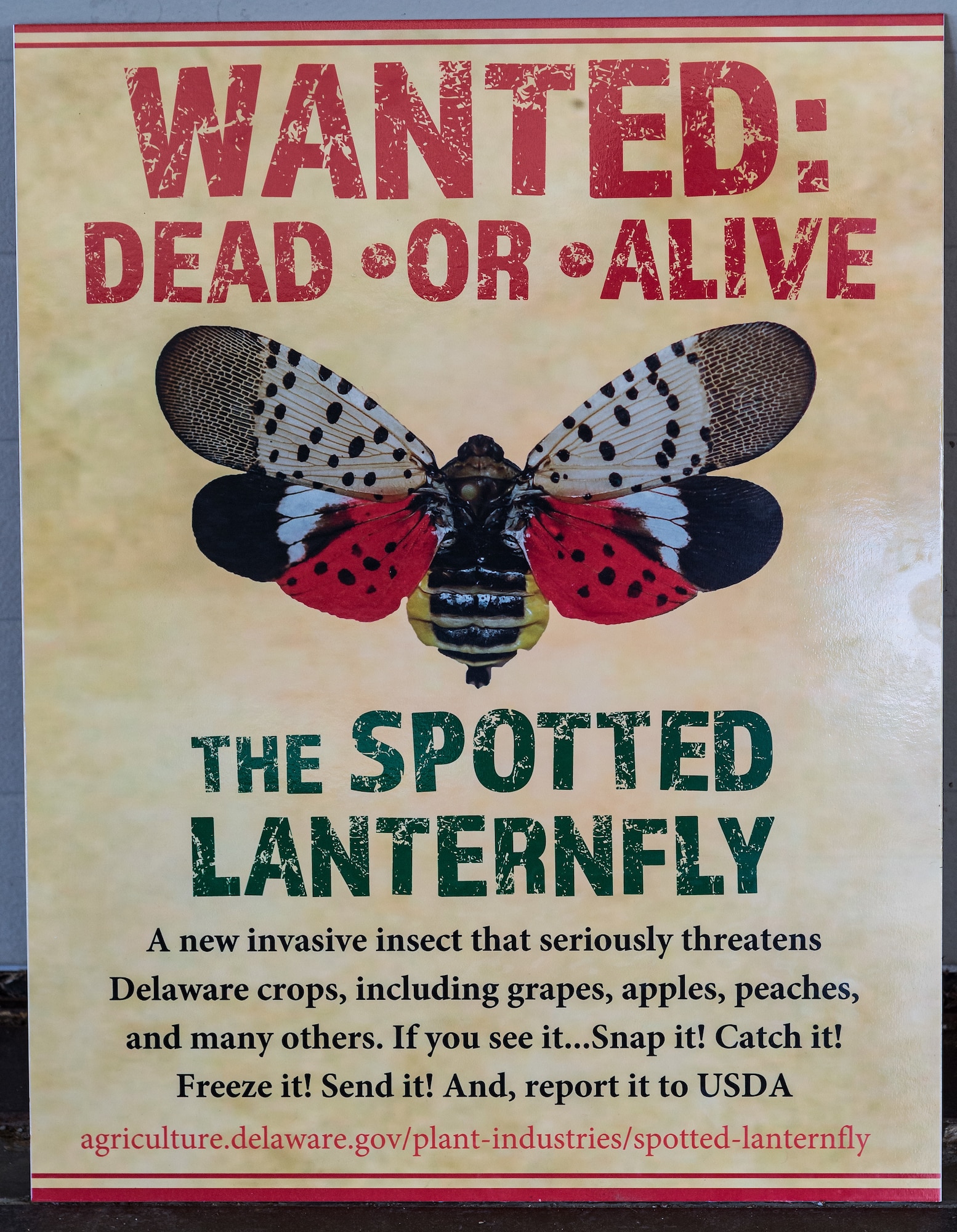 Posters for Spotted Lanternfly reporting are displayed at numerous locations on Dover Air Force Base, Delaware, June 15, 2021. The invasive “hitchhiker” pest is believed to have made its way from Asia aboard cargo vessels. They attach themselves and lay eggs onto objects, which then causes disbursement around the world. (U.S. Air Force photo by Roland Balik)