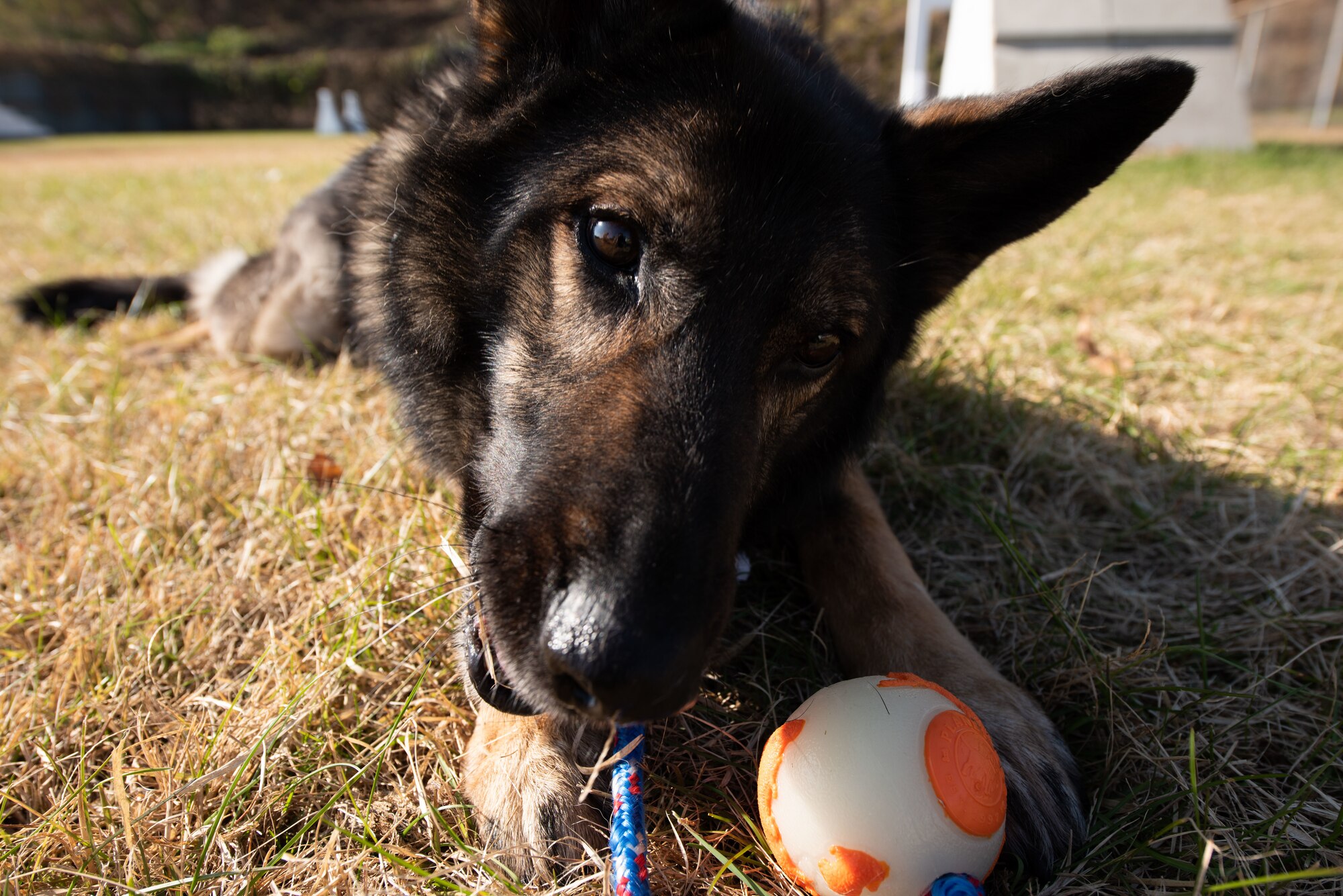 Akim, 51st Security Forces Squadron military working dog, plays with a toy at Osan Air Base, Republic of Korea, Nov. 17, 2021.