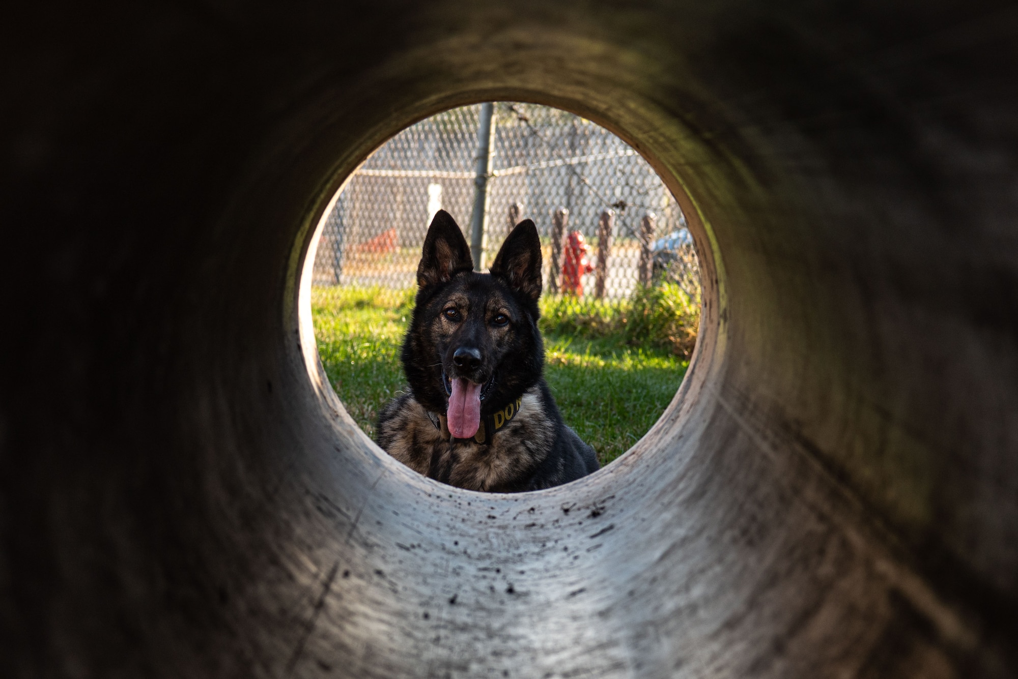Akim, 51st Security Forces Squadron military working dog, prepares to run through an obstacle course tunnel at Osan Air Base, Republic of Korea, Nov. 17, 2021.