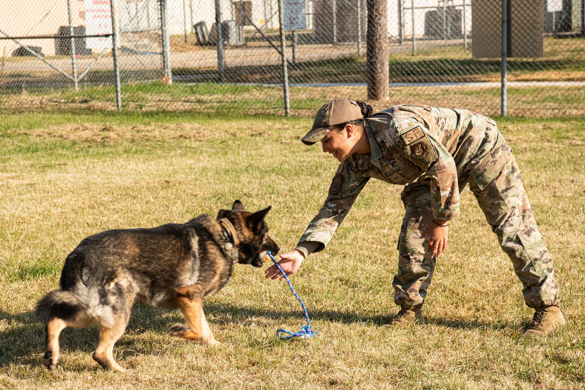 Senior Airman Jenna Canada, 51st Security Forces Squadron military working dog handler, plays with Akim, her MWD, at Osan Air Base, Republic of Korea, Nov. 17, 2021.