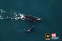 Photo credit: Clearwater Marine Aquarium Research Institute & USACE taken under NOAA permit #20556-01