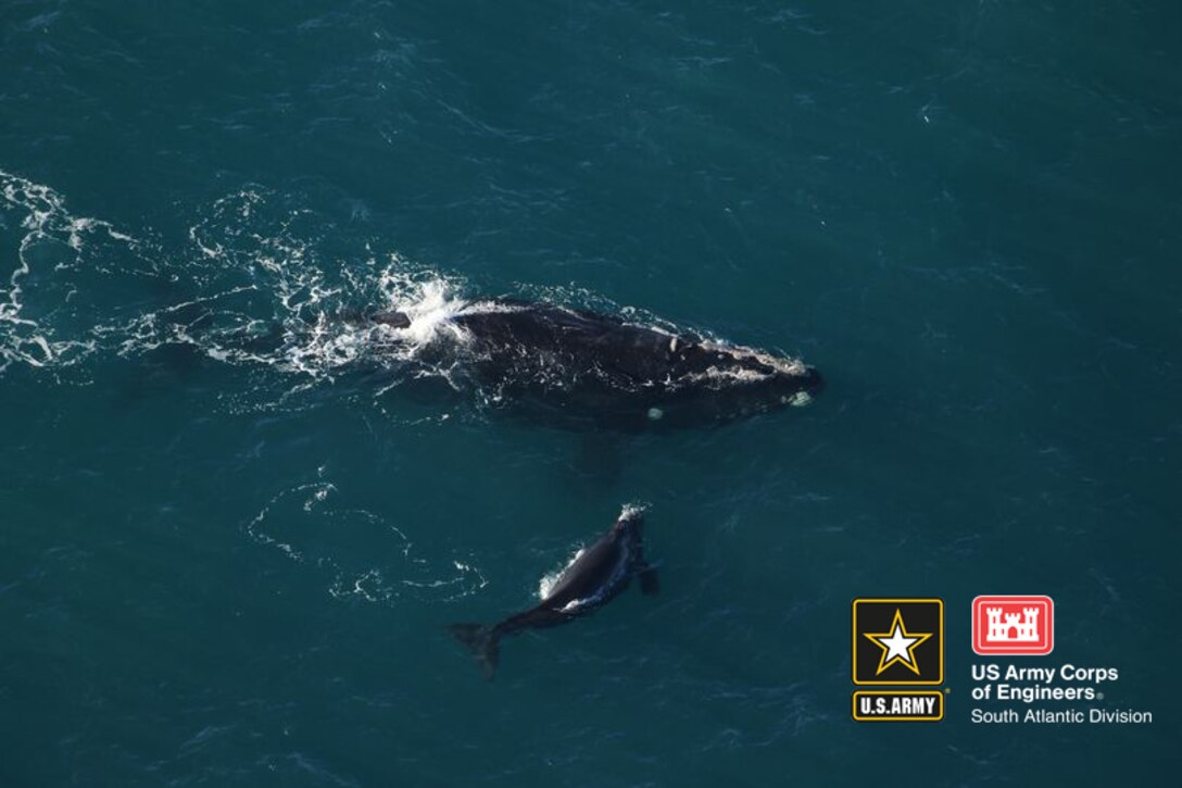 North Atlantic Right Whale