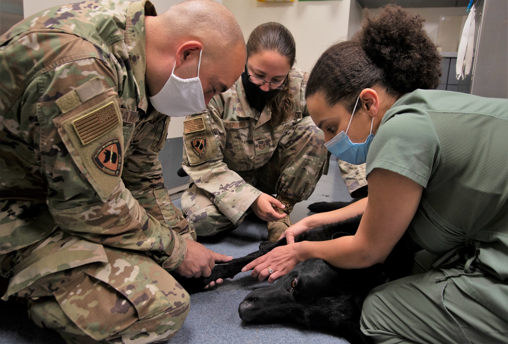 Airman inserts needle of catheter into dog's leg while one person holds the dog in position on the floor and another observes.