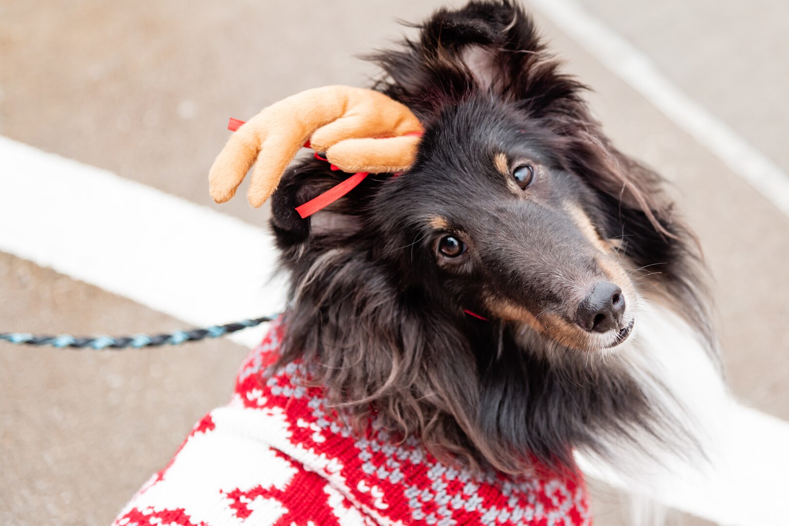 A long haired dog with a antler on the top of her head.