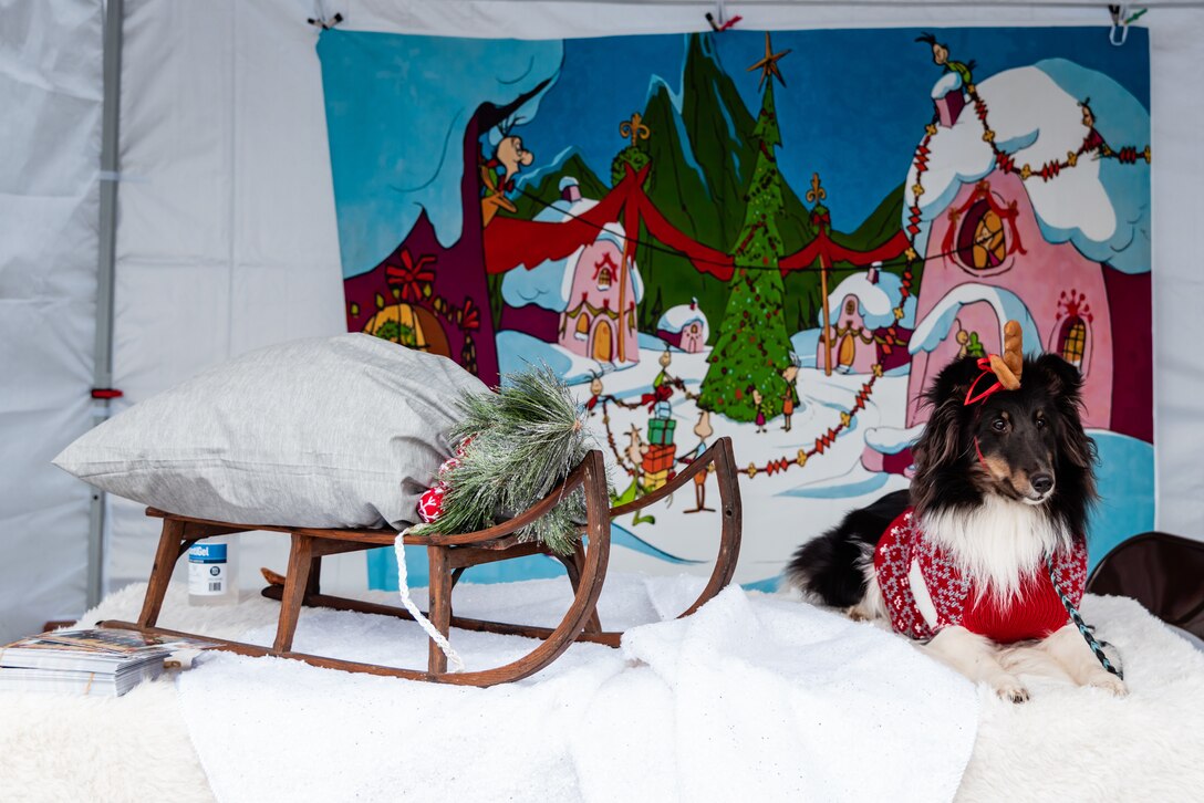 A small long haired dog dressed up like Grinch's dog near a sleigh with a bag on top.