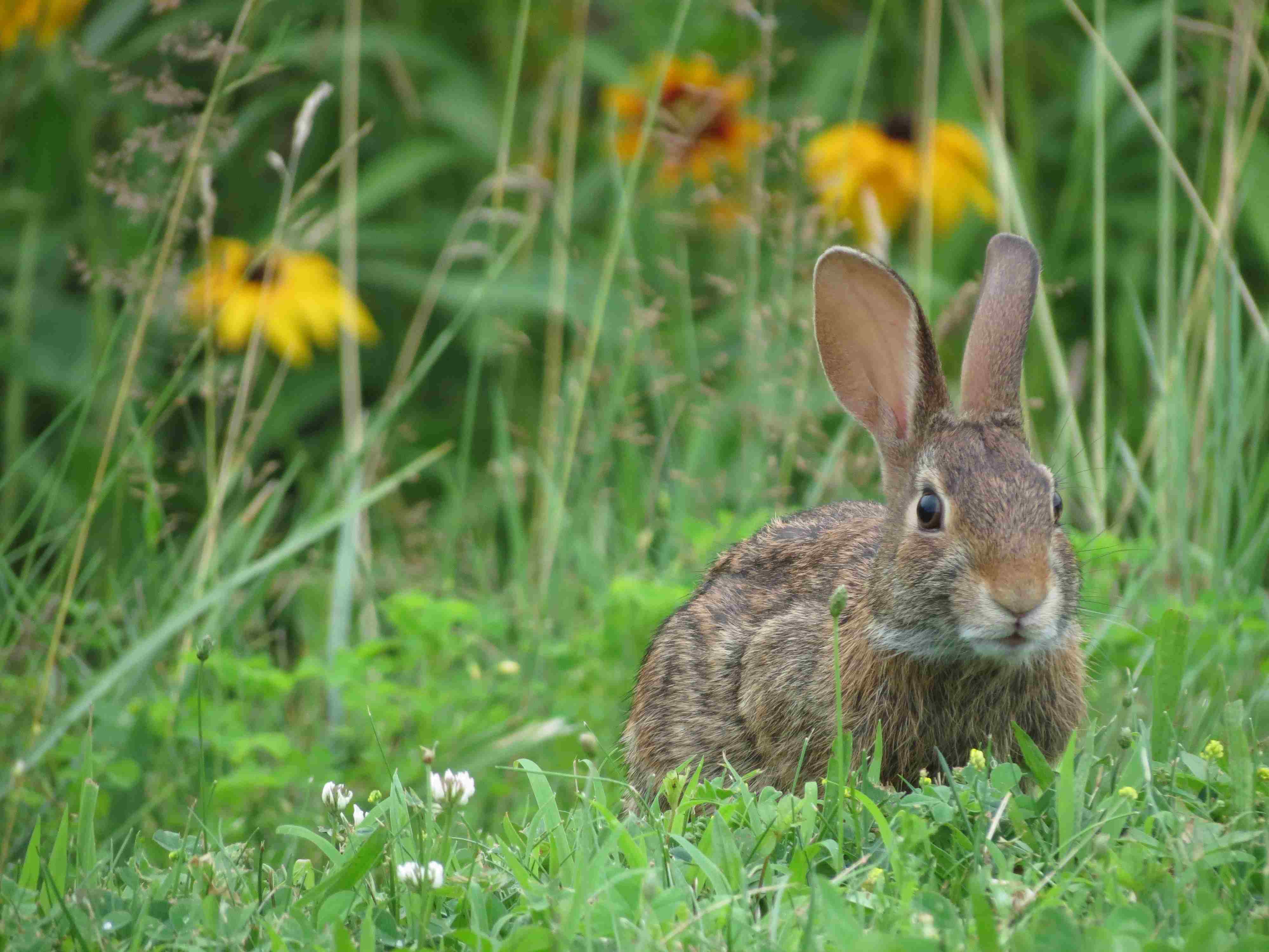 Pet Cottontail Rabbit