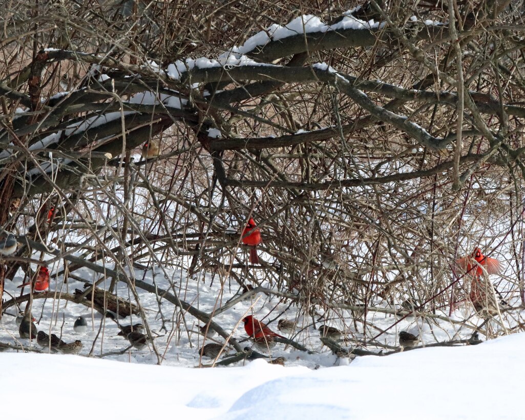 Northern Cardinals, Dark-eyed Juncos, Tufted Titmice, and American Tree Sparrows are some of the most commonly seen of the 35 species of birds that can be observed during the winter months.