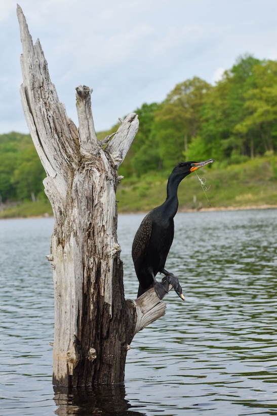 Double-crested Cormorants are a common site at large inland lakes and reservoirs across North America. They forage for their favorite food, small fish, by diving below the surface and swimming. Unfortunately, they can often mistake lost fishing lures as food and end up entangled in the attached fishing line or hooks. Making sure you dispose of fishing waste properly helps keep them and other species safer from harm.