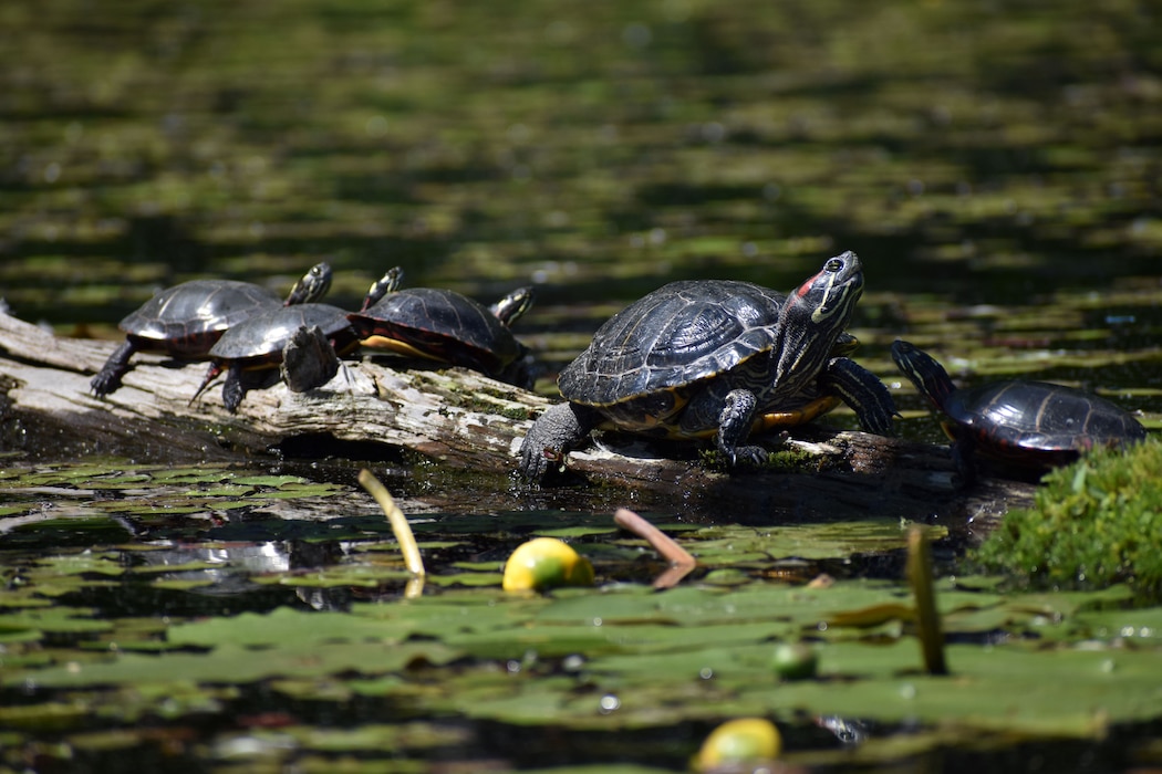 Two commonly seen turtle species in Pennsylvania are the Eastern Painted Turtle (left & far right) and the Red-Eared Slider (middle).  The native Painted Turtle competes for food, basking, and nesting areas with the larger non-native Slider which was introduced by people illegally releasing their pet turtles into the wild. To keep our native flora & fauna healthy and thriving, don’t  release pets into the wild and choose native plants for your landscaping.