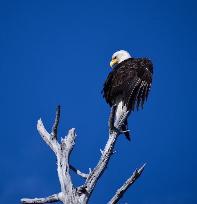 Bald eagles require habitat with large water and forest resources to provide them with fish for food and trees for building their nests. Exclusive to North America, bald eagles can be found at all of the Northern Area Dam & Reservoir Projects.