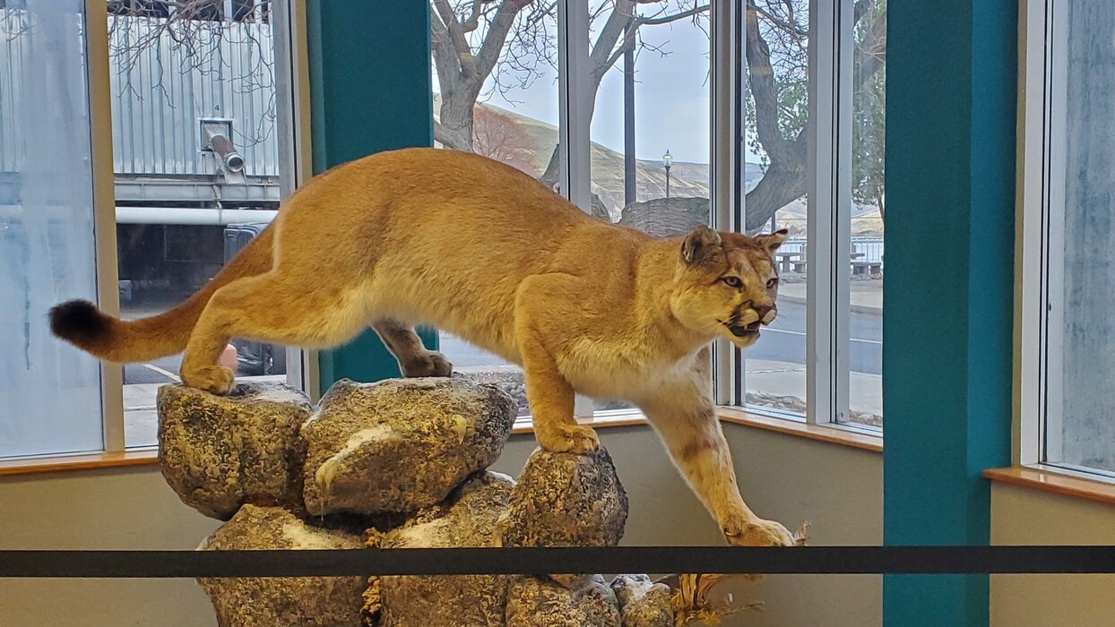 lower granite visitor center Mountain Lion Display