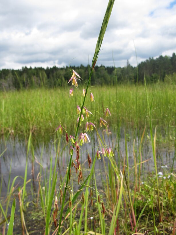 Wildrice flowers and seeds at one of the research lakes where researchers at the U.S. Army Engineer Research and Development Center Environmental Lab are working to help improve wildrice productivity. (U.S. Army Corps of Engineers photo)