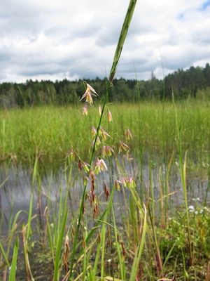 Wildrice flowers and seeds at one of the research lakes where researchers at the U.S. Army Engineer Research and Development Center Environmental Lab are working to help improve wildrice productivity. (U.S. Army Corps of Engineers photo)