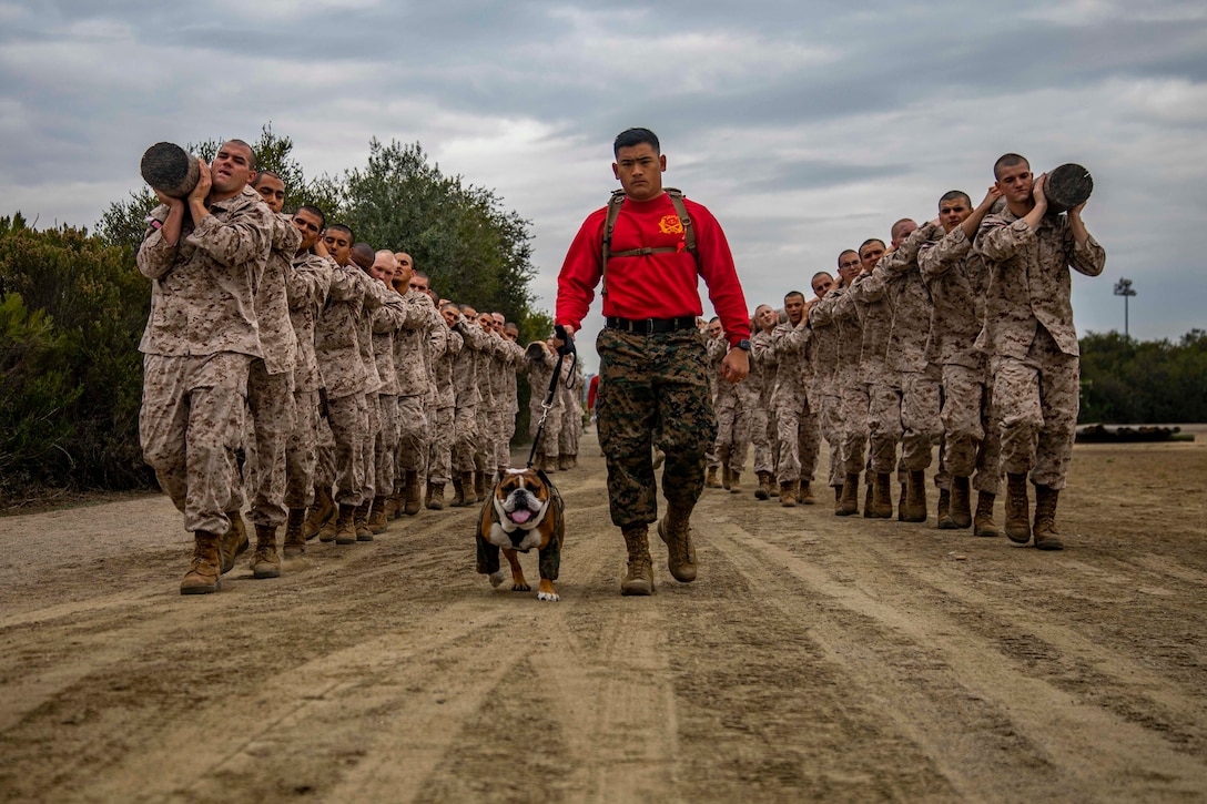 A leashed bulldog leads a group of Marines carrying logs.